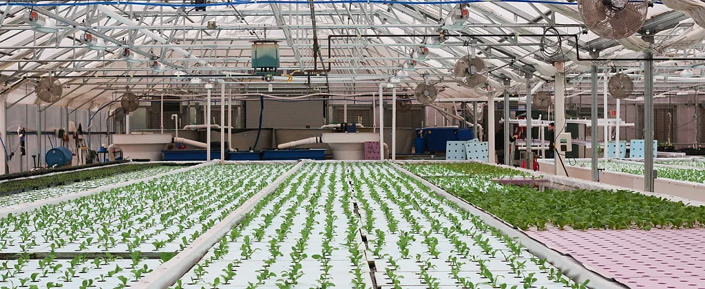 Aquaponics Farming Training In Tamilnadu Aquaponic