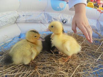 Our Fluffy Visitors