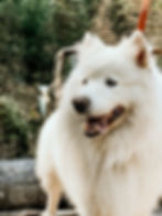 gracefulsamoyeds.com photo