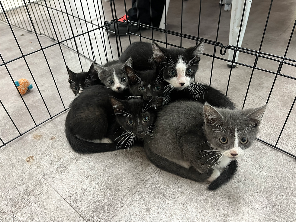 Copy of IMG_4204.HEIC