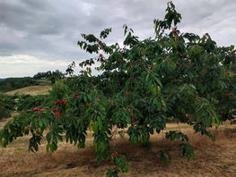 Grande Randonnée à Saint Romain de Popey 4 juin 2023 ( N° 165)
