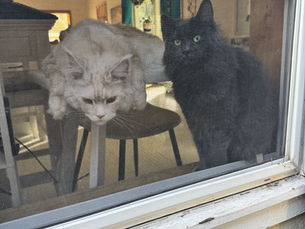 Maine Coon Grooming Guide: How to Manage Shedding, Mats, and a Healthy Coat