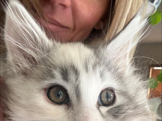 Everything You Need to Know About the Aspen Maine Coons Waitlist
