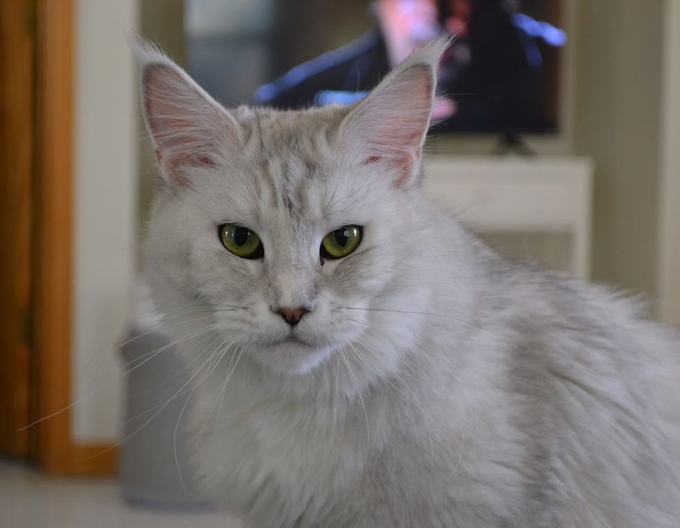 Maine Coon Temperament: Are Maine Coons Good Family Cats?
