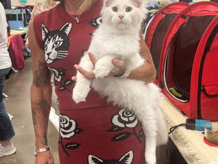 Meet the Breeder: The Day a Kitten Is Born