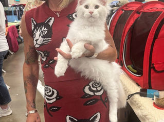 Behind the Scenes at Our Aurora TICA Cat Show Weekend