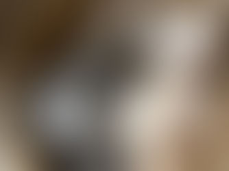 A Day in the Life of Aspen Maine Coon Cats & Kittens