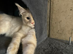 Why Maine Coons Need Bigger Litter Boxes (And the Best Setup for Success)
