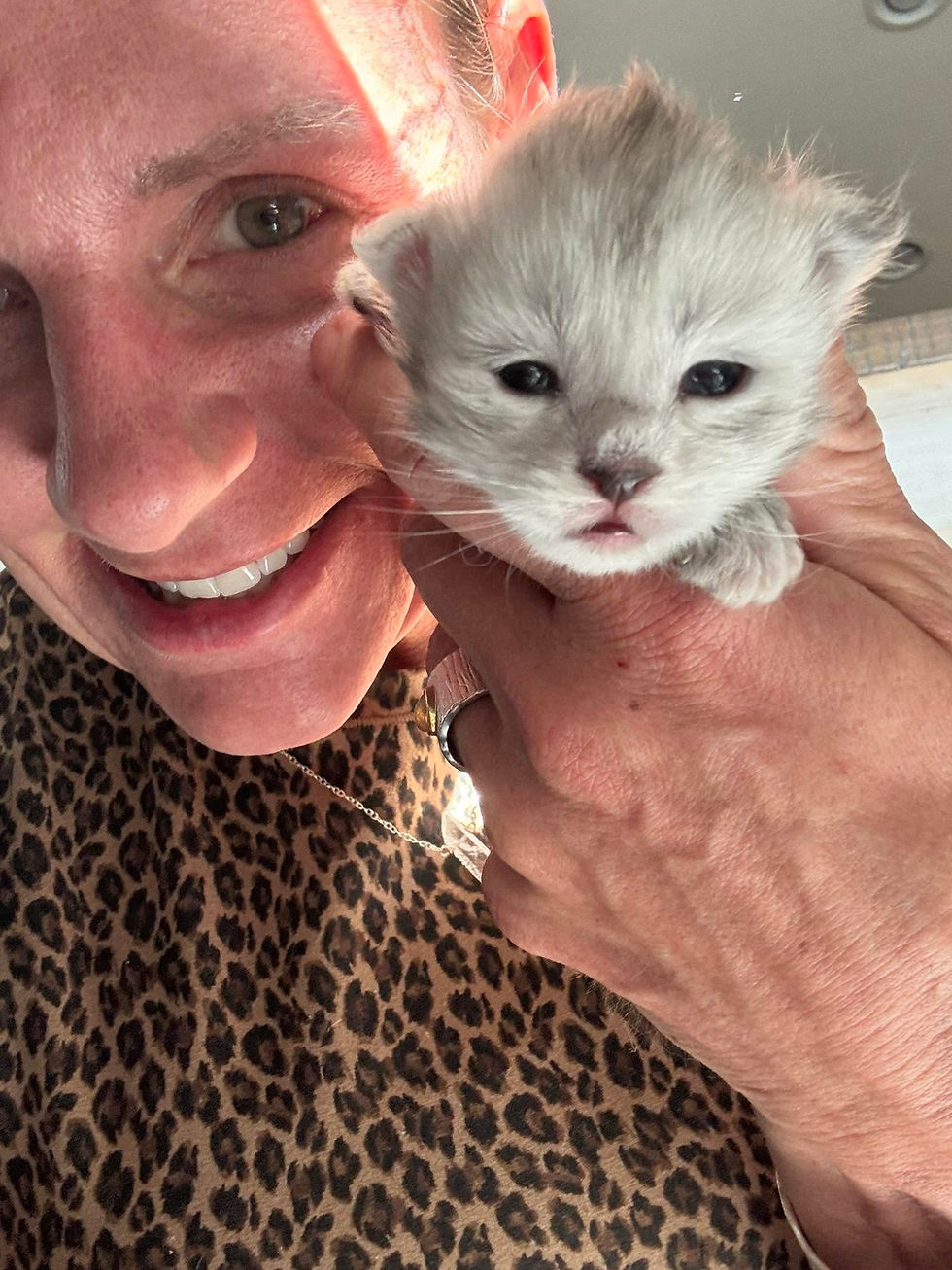 Robin, breeder and owner of Aspen Maine Coons in Colorado, holding a tiny silver smoke torbie Maine Coon kitten