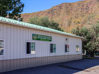 Why a Trusted Veterinary Clinic Is the Foundation of Responsible Cat Breeding