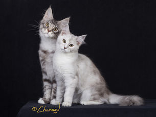 What a Maine Coon Kitten Is Really Like at 8, 12, and 16 Weeks