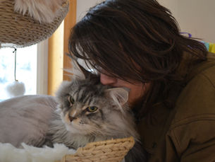 Why Cleanliness Standards Matter in an In-Home Cattery