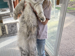 How Big Do Maine Coon Cats Really Get? The Truth About Maine Coon Size, Weight, and Growth