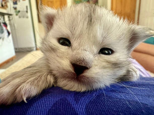 Why Responsible Maine Coon Breeders Don't Always Have Kittens Available