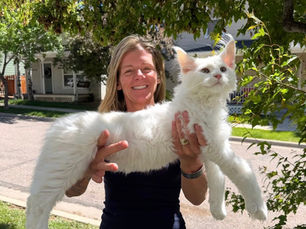 What Happens at a TICA Cat Show? A Beginner's Guide for Cat Lovers