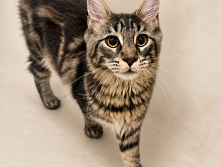 Meet Maple: Our Beautiful Black Classic Tabby Maine Coon
