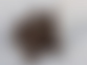 Maine Coon Size, Growth & Temperament: What to Expect From Kitten to Adult