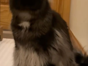 The Many Voices of Maine Coons: Understanding the Chirps, Trills, and Conversations of This Vocal Breed