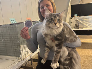 Maine Coon Size Guide: How Big Do Maine Coons Get and What to Expect