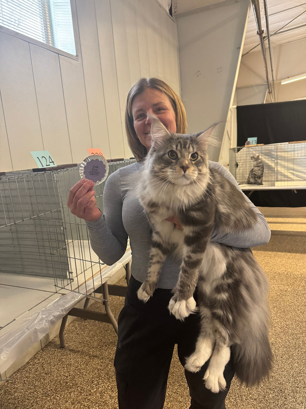 Maine Coon Size Guide: How Big Do Maine Coons Get and What to Expect