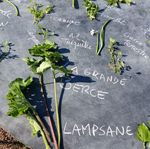 découverte des plantes sauvages, botanique, Normandie, escargotier,