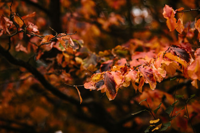 Autumn leaves at East Mersea Hall wedding