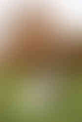 Bride and groom in front of autumnal tree Seckford Hall wedding