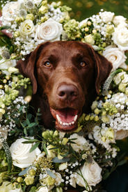 Dog portrait with flower bouquets at High House Wedding, Maldon