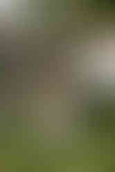 Dog portrait at High House Wedding, Maldon