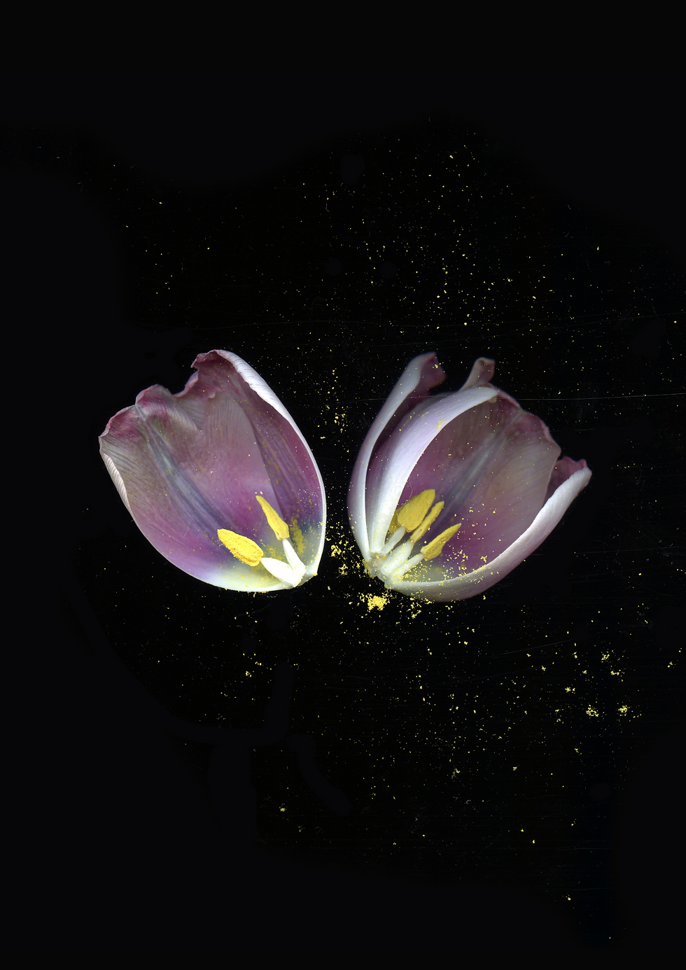 Thumbnail: "Tulipa Petal" Earrings