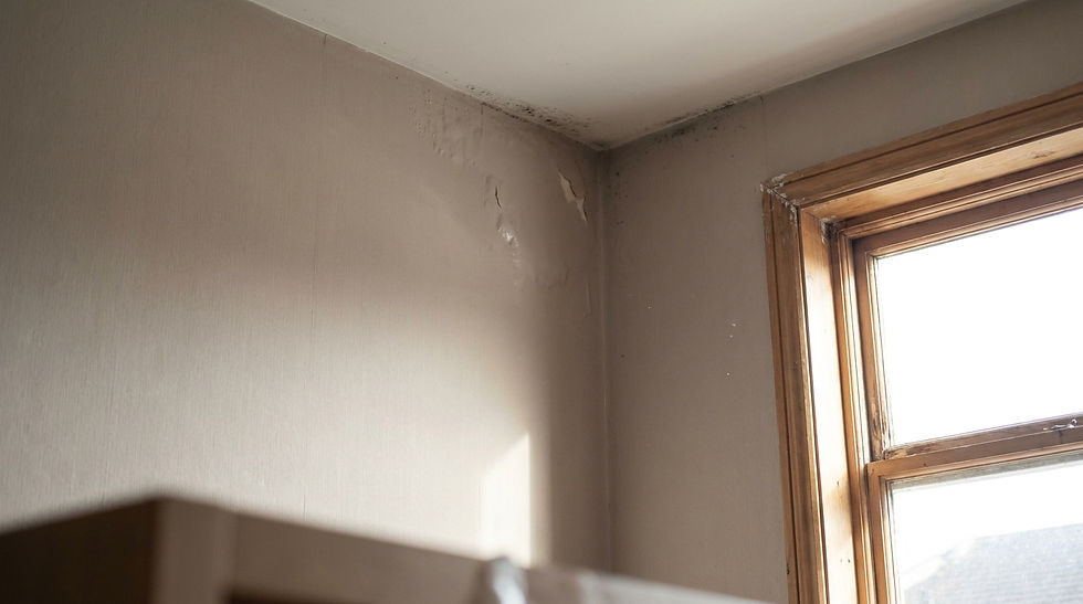 Signs of damp: mould and peeling paint