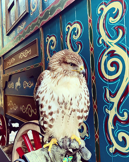 Ferruginous cross red tail hawk
