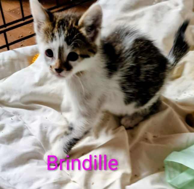 Brindille