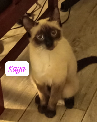Kaya