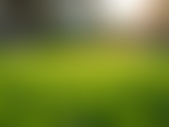 Texas Lawn Care: Reliable Services for Your Home
