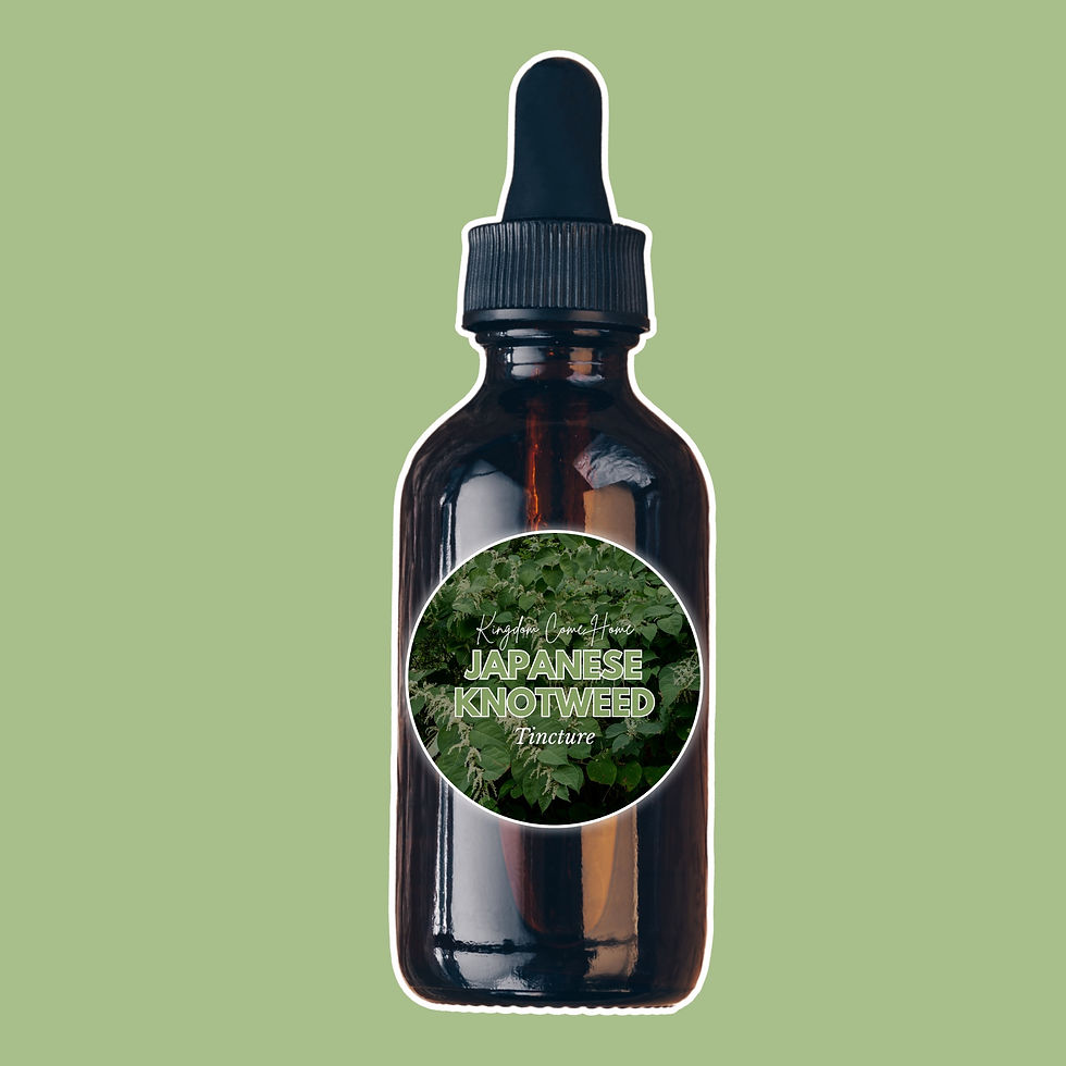 Thumbnail: Japanese Knotweed Tincture