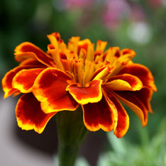 Marigold - Old Saybrook Garden Center 