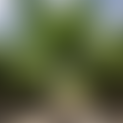 Majesty Palm Tree - How to Care For Them, The RIGHT Way