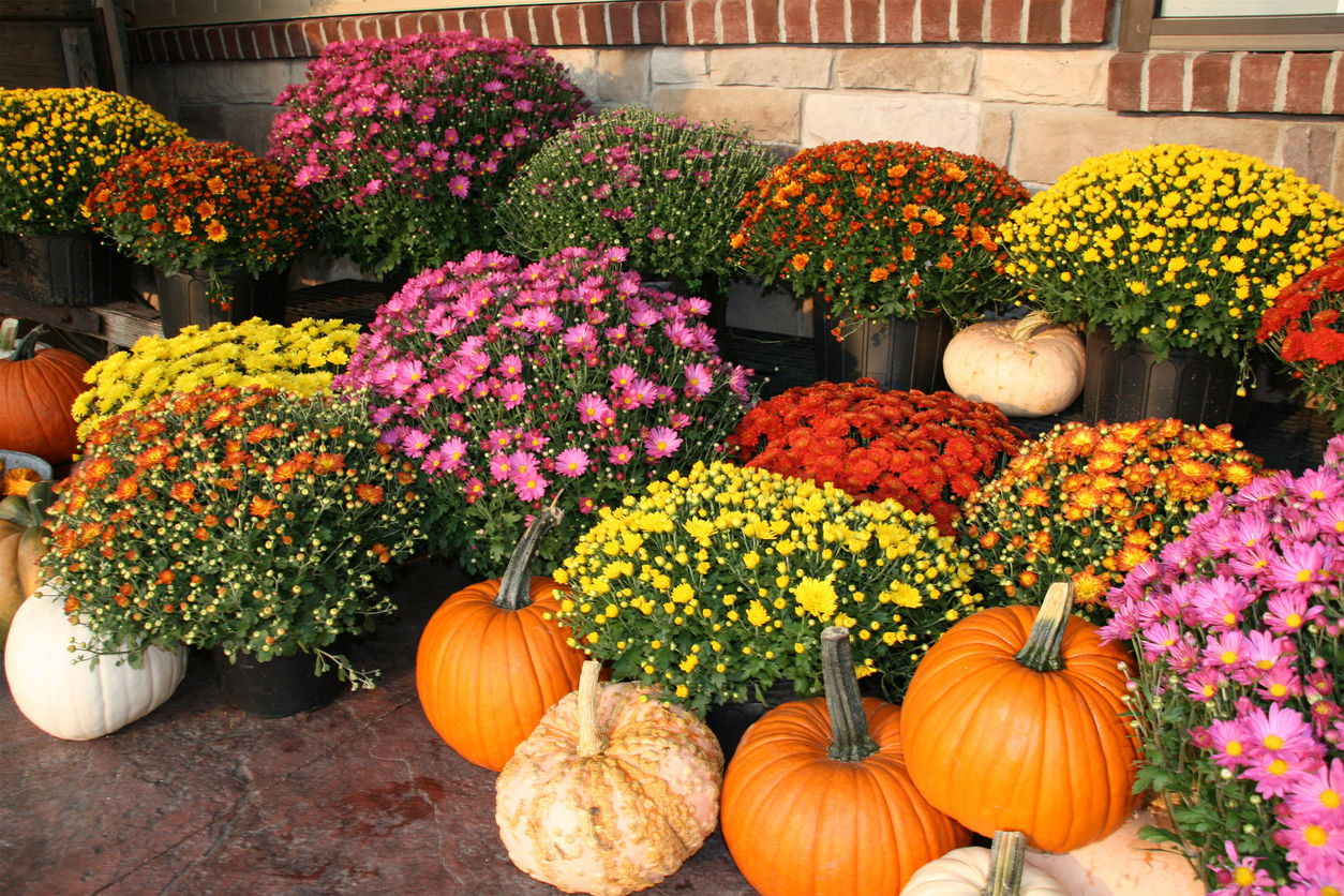 Seasonal Pumpkins & Mums
