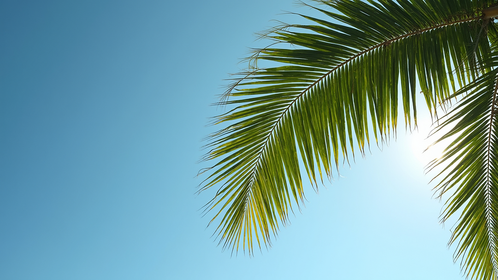 Close-up view of queen palm tree fronds against a blue sky