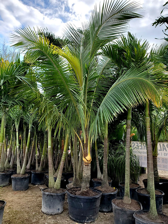 Buy Palm Trees In Rhode Island We Bring The Tropics To You
