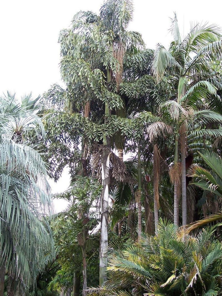 Fastest Growing Palm Trees