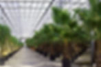 Winter Plant Storage in CT or New York or New Jersey or Rhode Island or Massachusetts