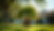 Eye-level view of a Mexican Fan Palm in a landscaped yard