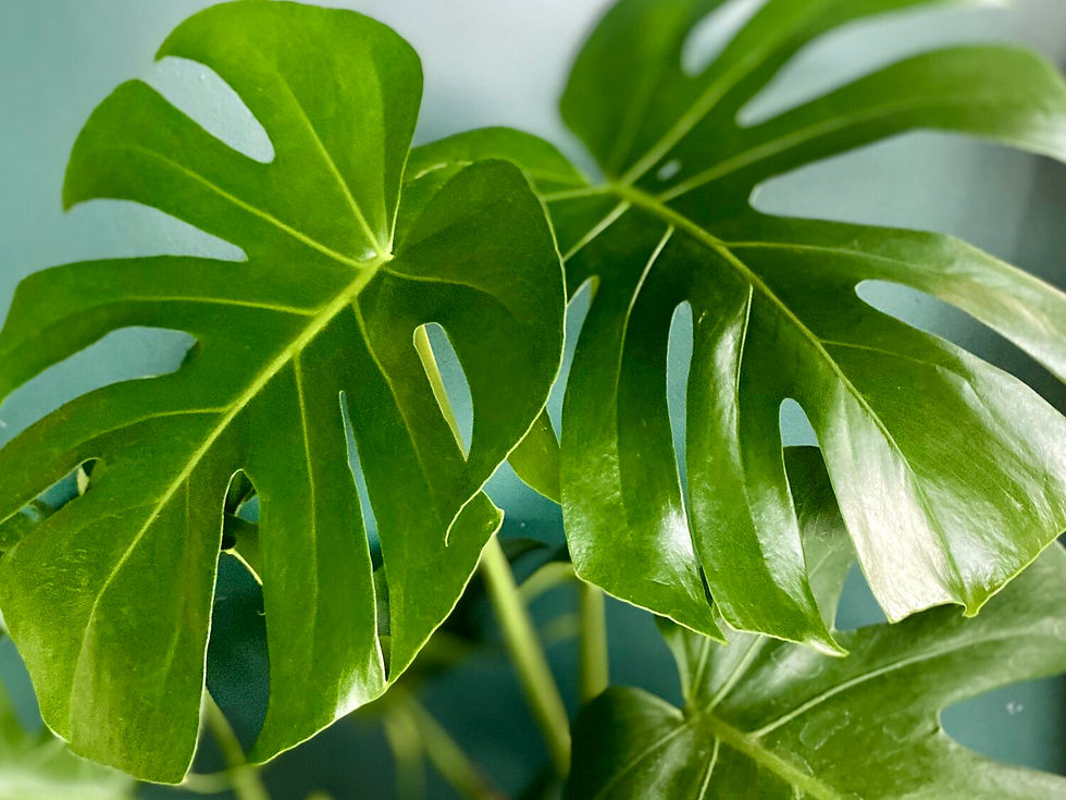 Best Indoor Tropical Plants