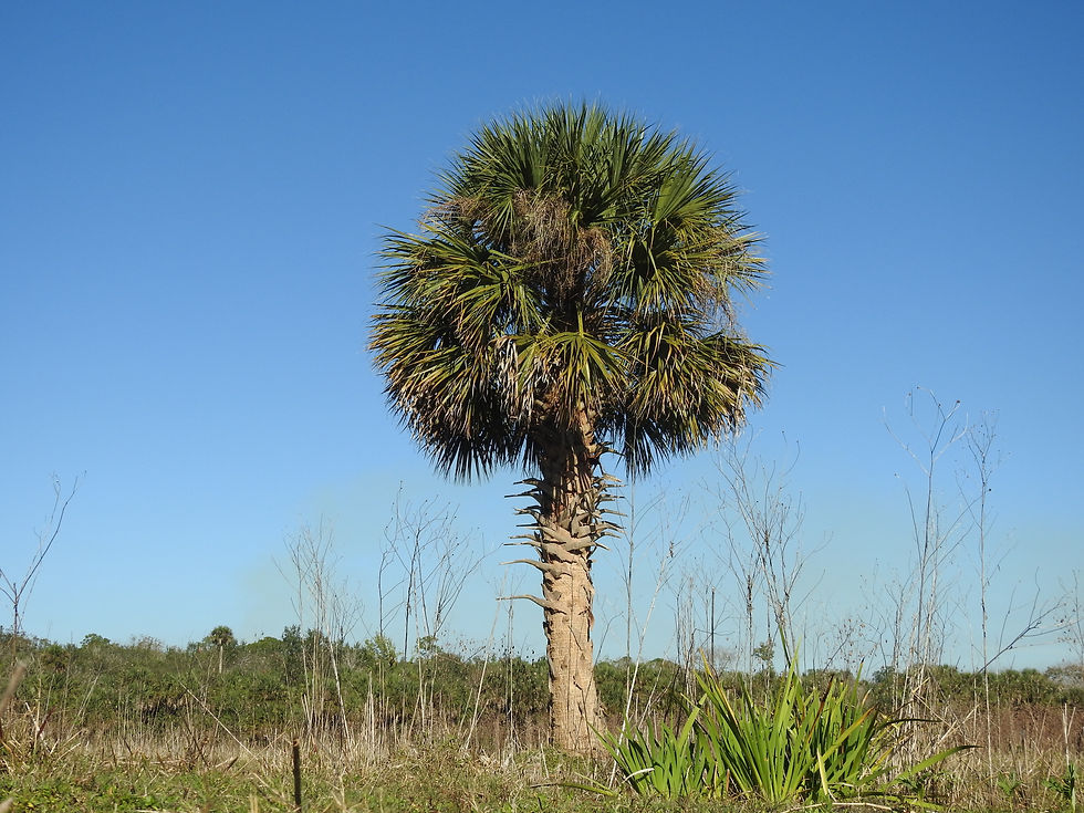 Cabbage Palm Tree - Native To USA - Types Of Palm Trees