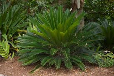 Sago Palm tree in the wild