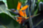 Bird Of Paradise Flower