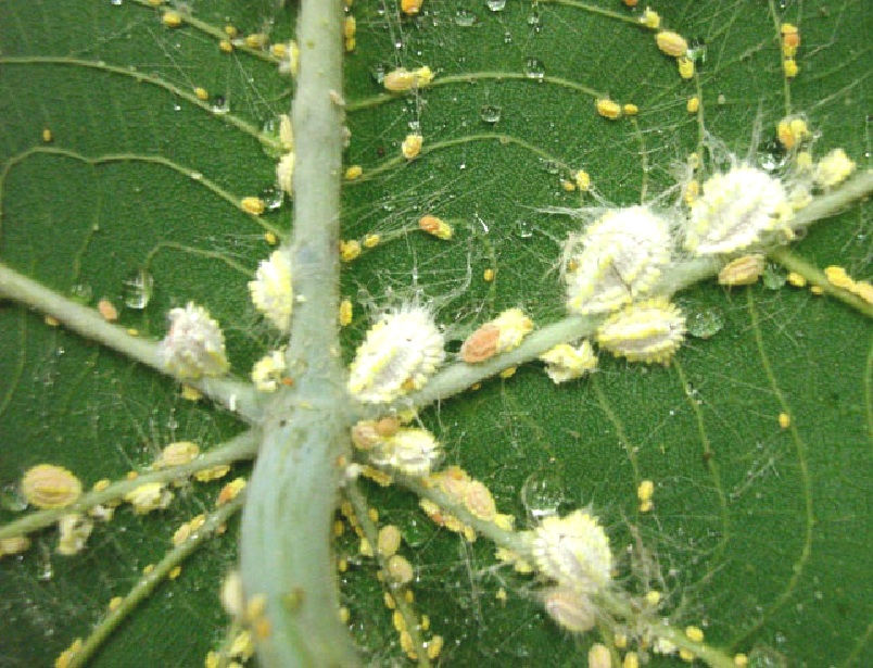 Palm Tree Insects, Diseases, and Solutions