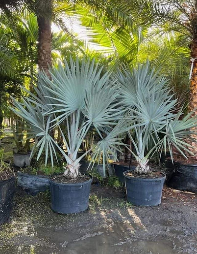 Buy Palm Trees In New York